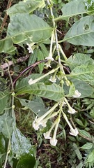 Cestrum mariquitense