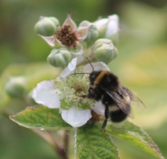 Bombus
