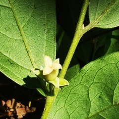 Diospyros acapulcensis