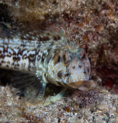 Parablennius goreensis