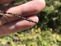 Somatochlora williamsoni