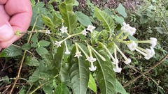 Cestrum mariquitense