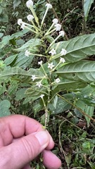 Cestrum mariquitense