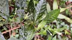 Cestrum mariquitense