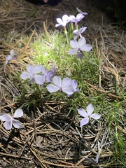 Phlox multiflora