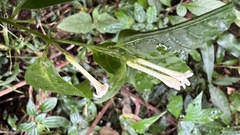 Cestrum mariquitense