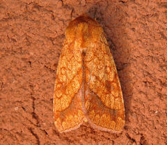 Pyrrhia cilisca