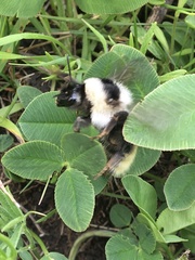 Bombus mesomelas