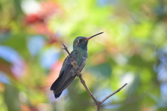 Cynanthus latirostris