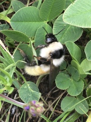 Bombus mesomelas
