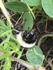 Bombus mesomelas