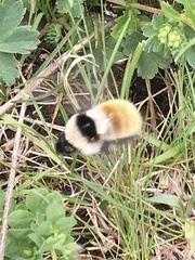 Bombus mesomelas
