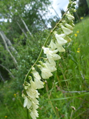 Hedysarum sulphurescens