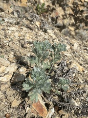 Artemisia alaskana