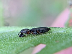 Limonius basilaris