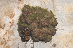 Osmia inermis