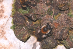 Osmia inermis