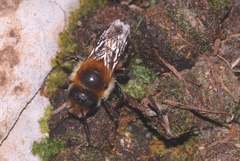 Osmia inermis