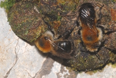 Osmia inermis