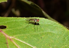 Tanypezidae