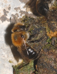 Osmia inermis