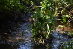 Haemorhous mexicanus