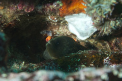 Twice-Spotted Soapfish photo 3