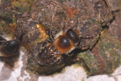 Osmia inermis