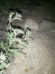 Cyrtopodion scabrum