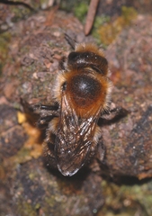 Osmia inermis