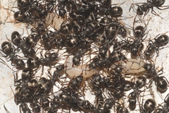 Formica lemani