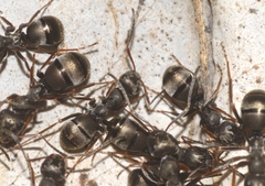 Formica lemani