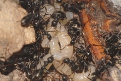 Formica lemani