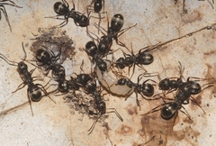 Formica lemani