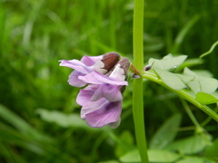 Vicia sepium