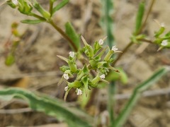 Valerianella sclerocarpa