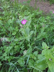 Silene dioica