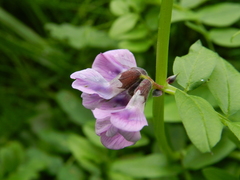 Vicia sepium