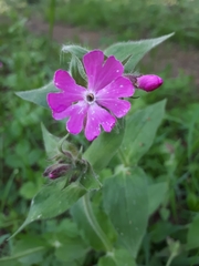 Silene dioica