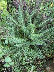 Cirsium acaule