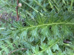Cirsium acaule