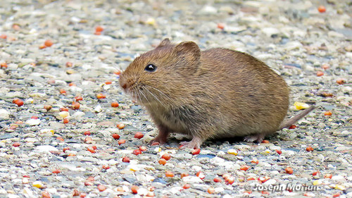 California Vole