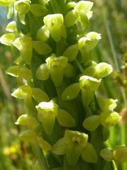 Platanthera pollostantha
