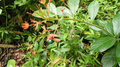 Clerodendrum indicum