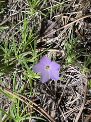Phlox multiflora