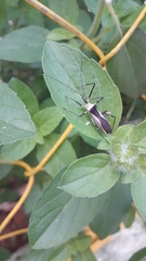 Zelus versicolor