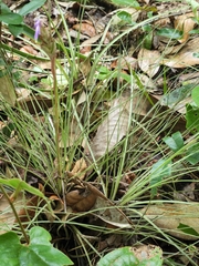 Tillandsia bartramii