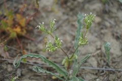 Valerianella sclerocarpa