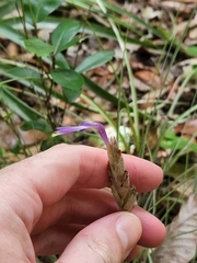 Tillandsia bartramii