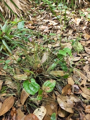 Tillandsia bartramii